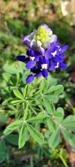 Lupinus texensis