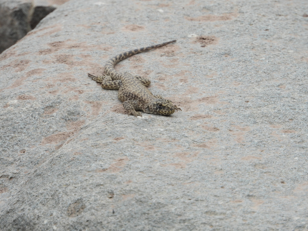 Baños Morales Smooth-throated Lizard