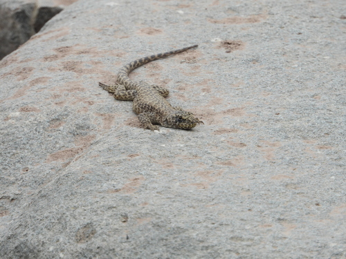 Baños Morales Smooth-throated Lizard