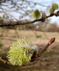 Salix caprea