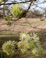Salix caprea