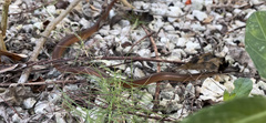 Coniophanes meridanus