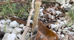 Coniophanes meridanus