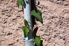 Maurandya antirrhiniflora