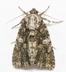 Acronicta afflicta