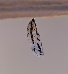 Chlosyne definita