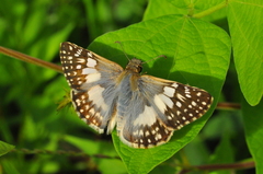Heliopetes domicella