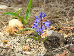 Scilla odorata