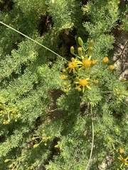 Senecio platensis