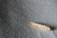 Nectopsyche exquisita