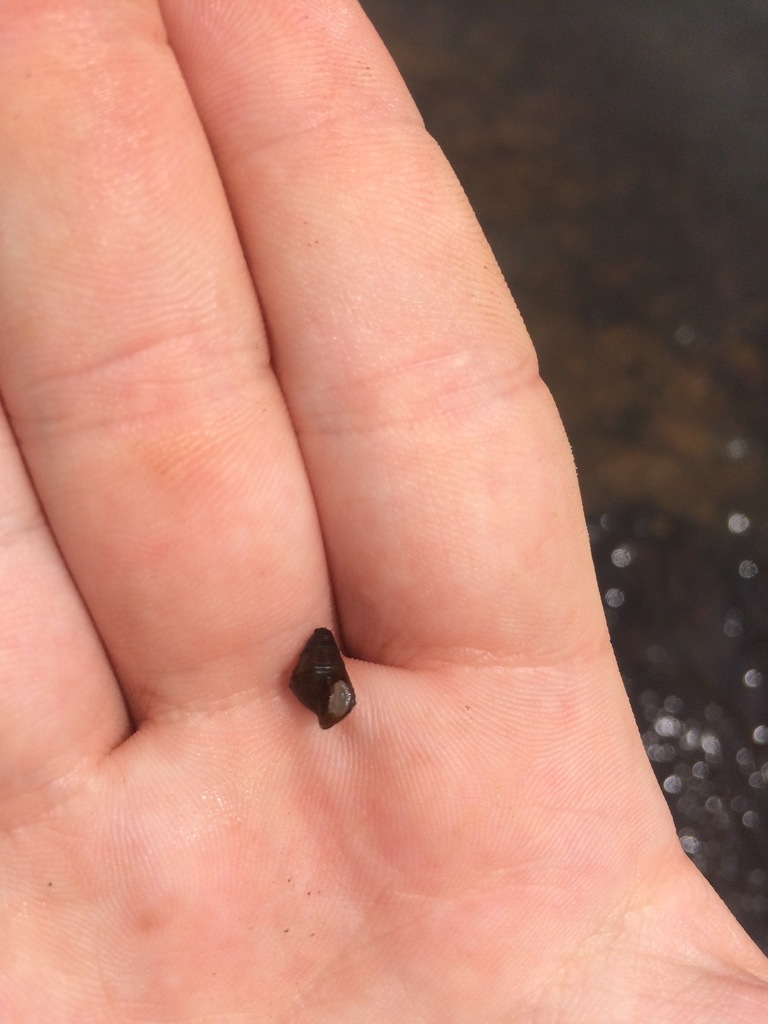 Lirate Elimia