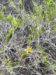 Hypericum tenuifolium