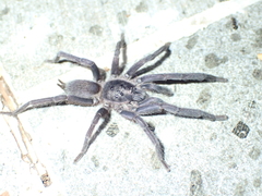 Phlogiellus