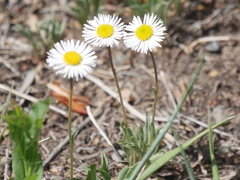 Erigeron concinnus