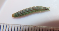 Orygocera thysanarcha