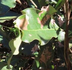 Orygocera thysanarcha