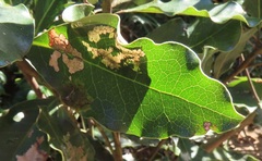 Orygocera thysanarcha