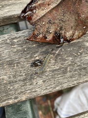 Lepidoptera