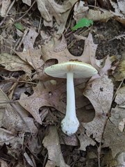 Amanita russuloides