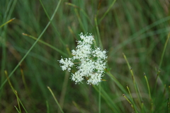 Cicuta virosa