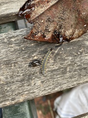 Lepidoptera
