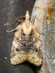 Platynota exasperatana