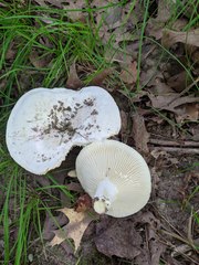 Lactifluus subvellereus