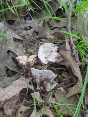 Phellodon confluens