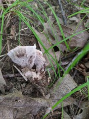 Phellodon confluens