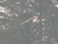 Gelochelidon nilotica