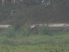 Gelochelidon nilotica