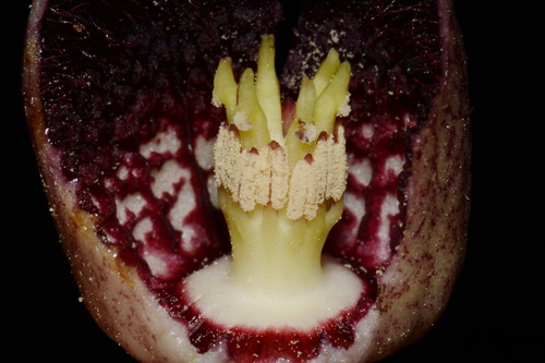 Image of Asarum harperi by (c) Brian Finzel, some rights reserved (CC BY-SA)