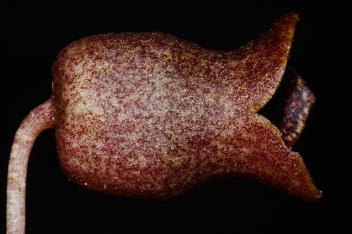 Image of Asarum harperi by (c) Brian Finzel, some rights reserved (CC BY-SA)