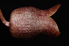 Hexastylis harperi