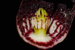 Hexastylis harperi