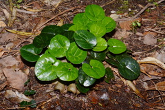 Hexastylis harperi