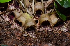 Hexastylis harperi