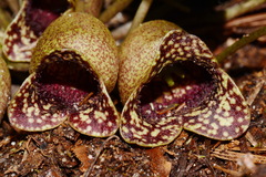Hexastylis harperi