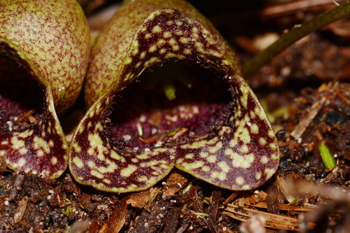Image of Asarum harperi by (c) Brian Finzel, some rights reserved (CC BY-SA)