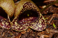 Hexastylis harperi
