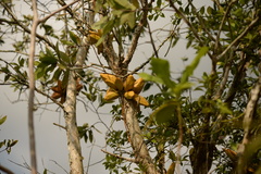 Dischidia major
