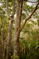 Dischidia major