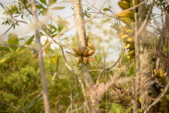 Dischidia major