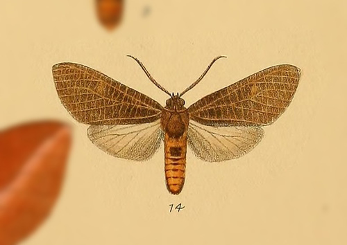 Mazaeras janeira