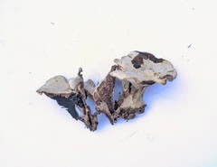 Phellodon confluens