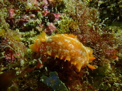 Doriopsilla areolata