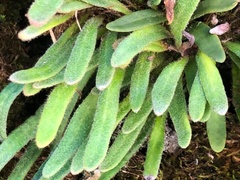 Pyrrosia linearifolia