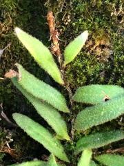 Pyrrosia linearifolia