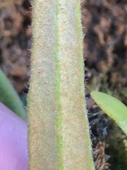 Pyrrosia linearifolia