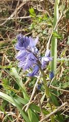 Hyacinthoides paivae